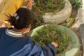 Công trình thanh niên “Trồng cây và chăm sóc bồn hoa trong khuôn viên nhà trường”